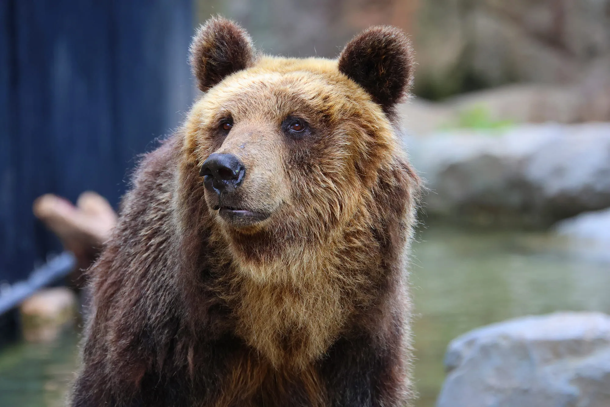 弗拉季高加索动物园