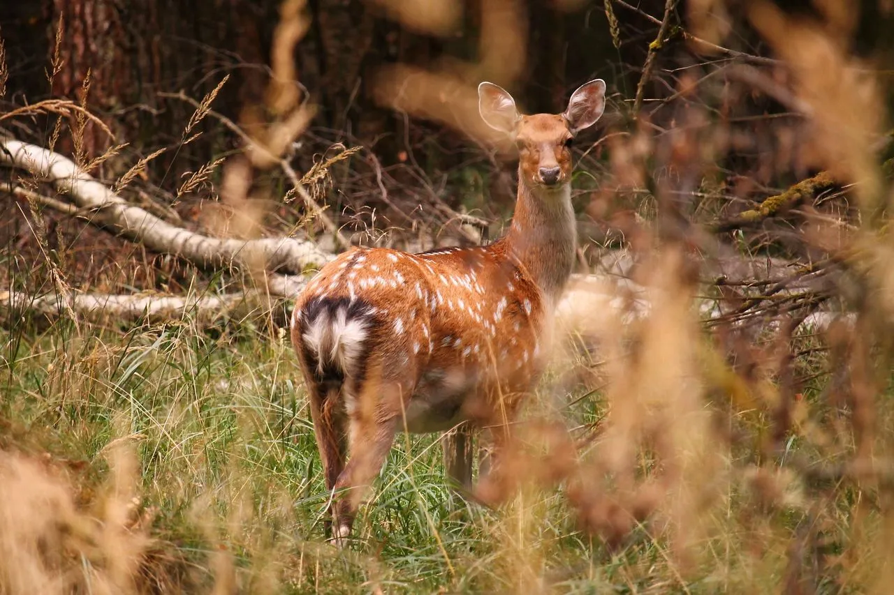 "驼鹿岛"国家公园