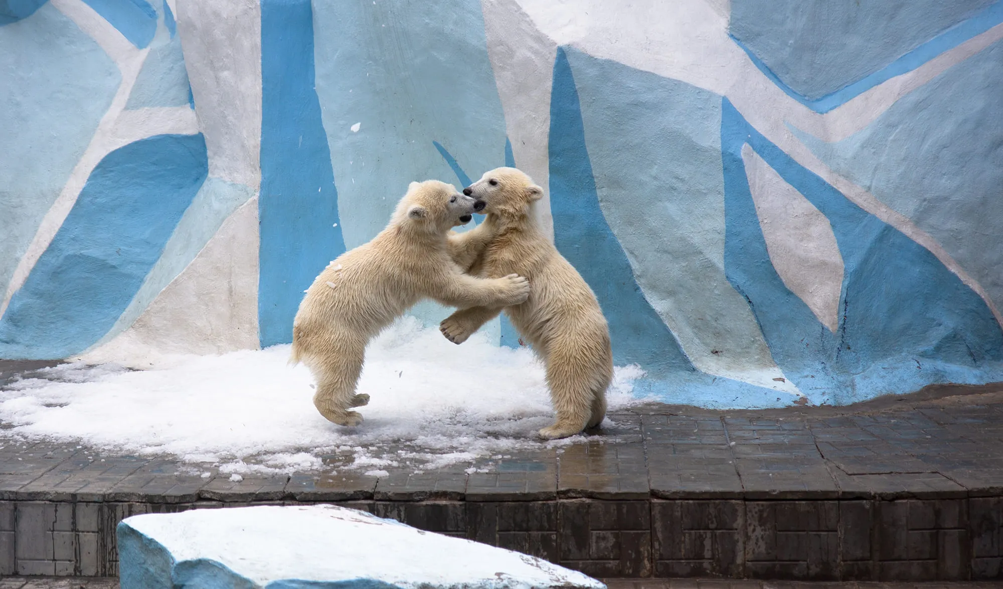 新西伯利亚动物园