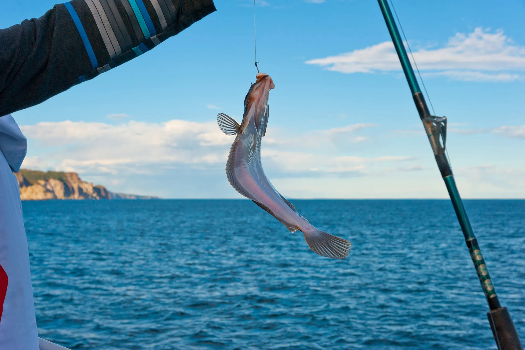 垂钓三文鱼与比目鱼