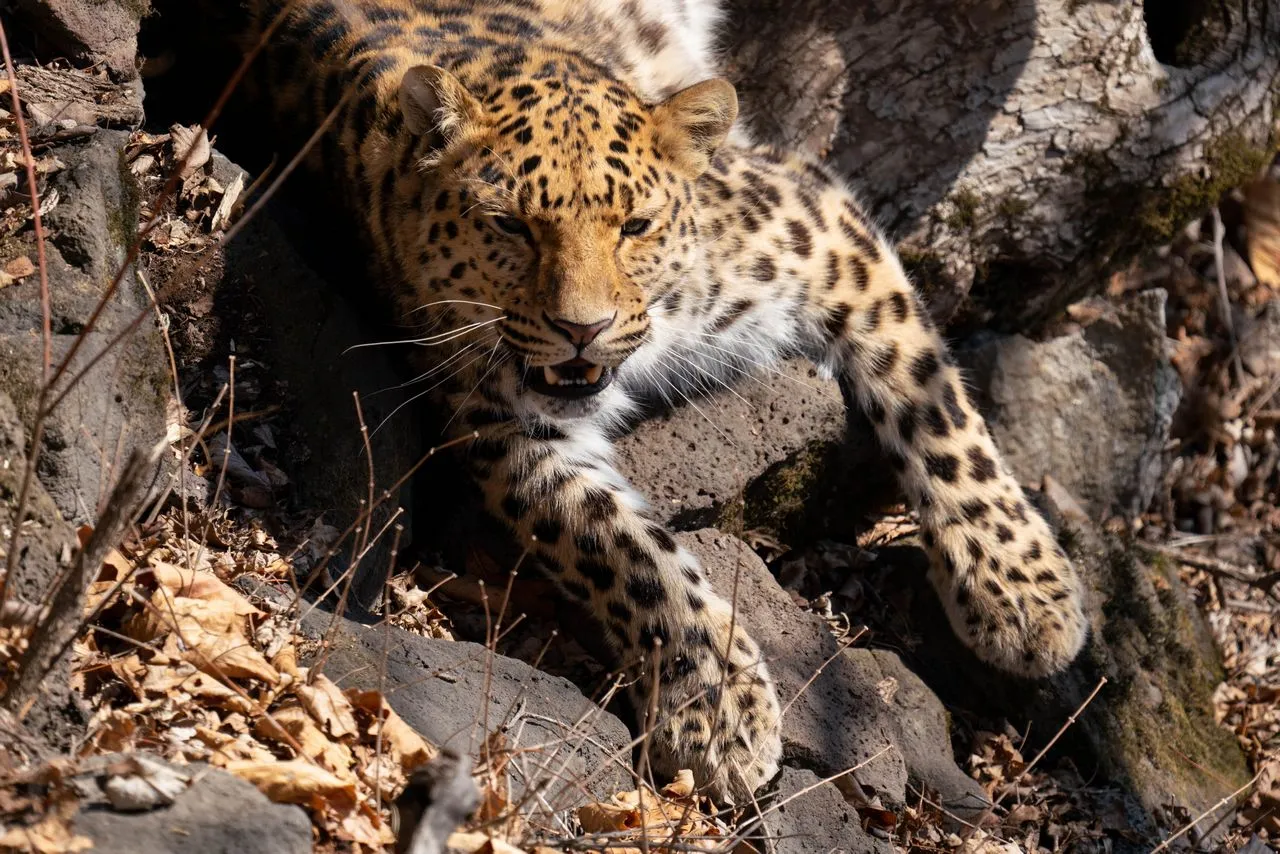 滨海野生动物园