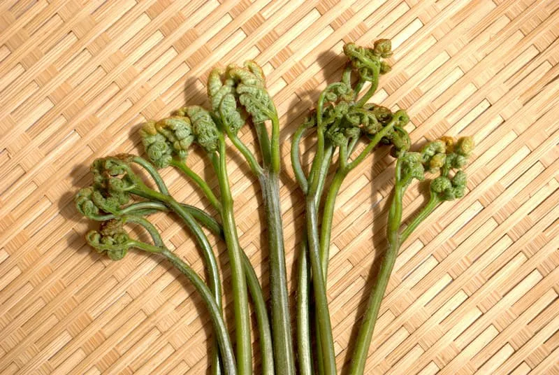 盐渍蕨菜