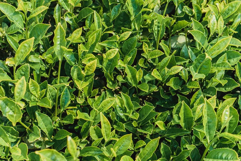 高加索草本茶