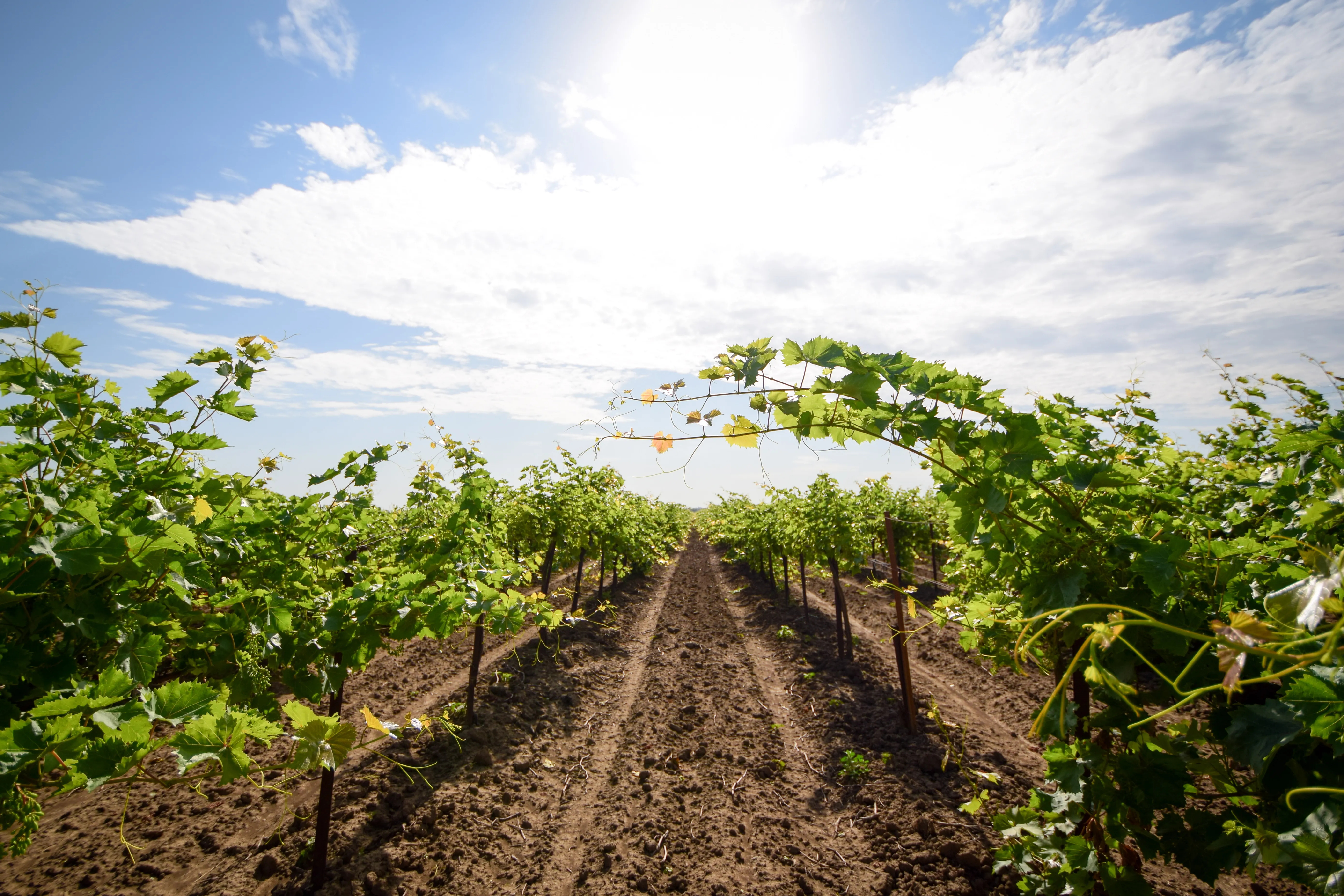 法那哥利亚博物馆保护区