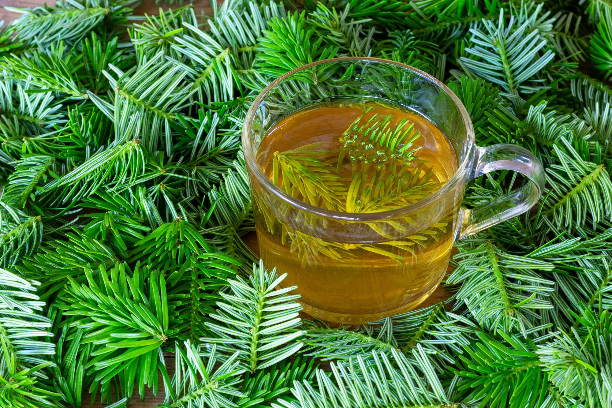 堪察加草本针叶茶