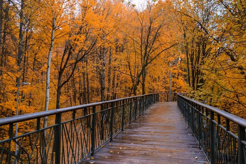 戈尔金斯科-奥梅季耶夫斯基森林公园 （Gorkinsko-Ometyevsky Forest）