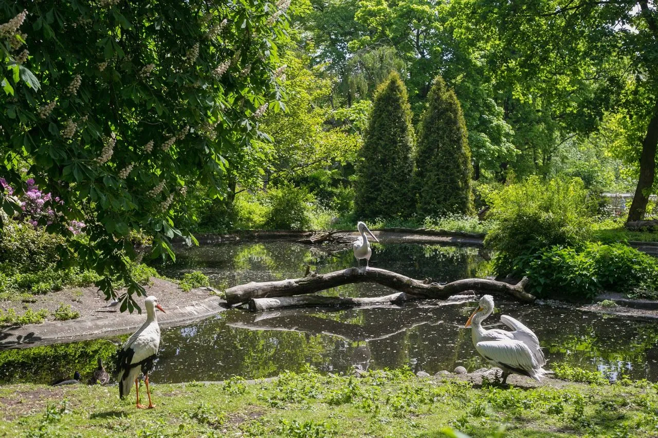 加里宁格勒动物园与植物园