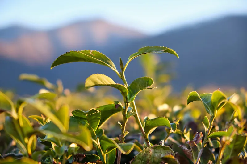 红茶