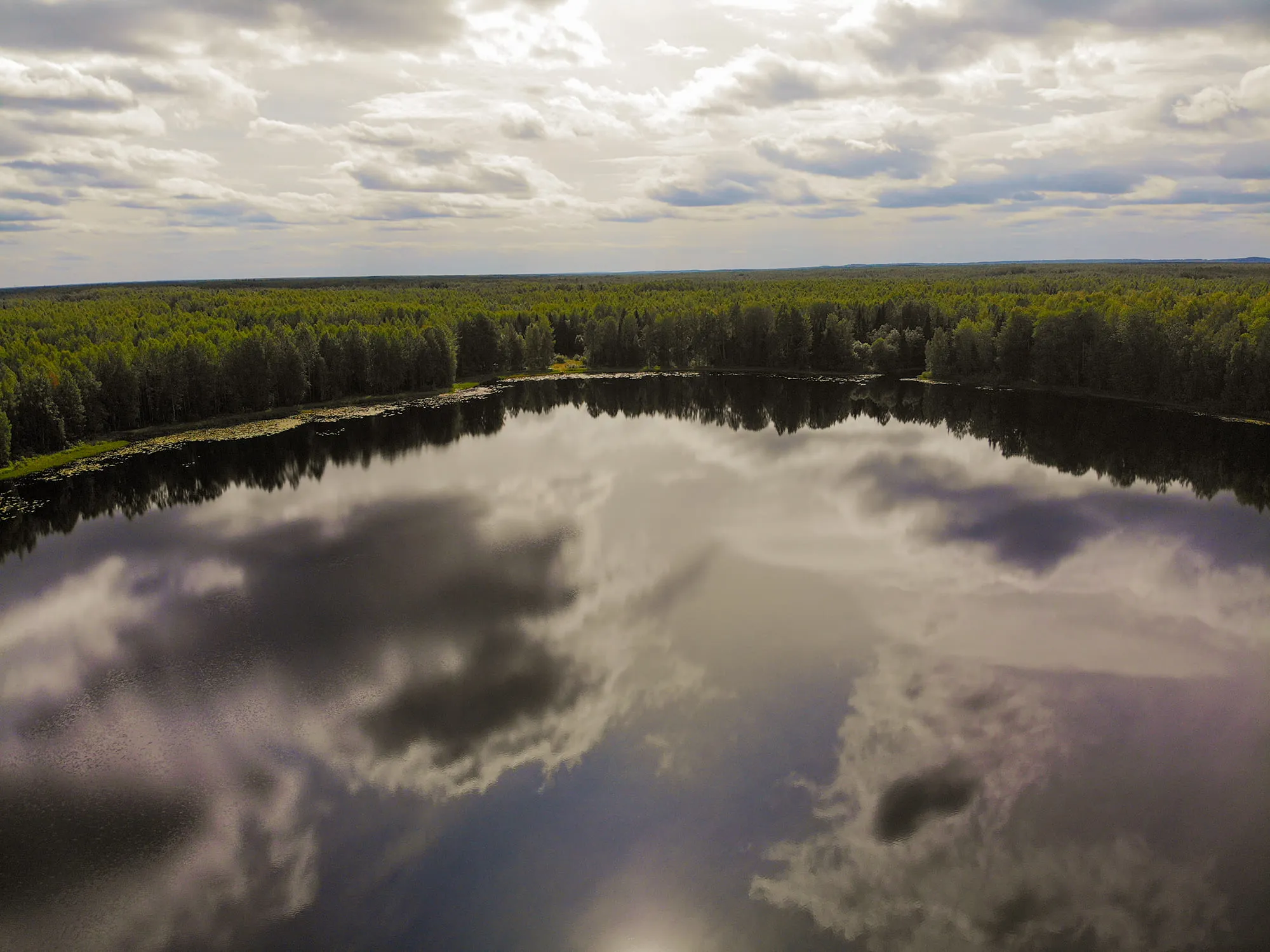 科洛格里夫斯基森林