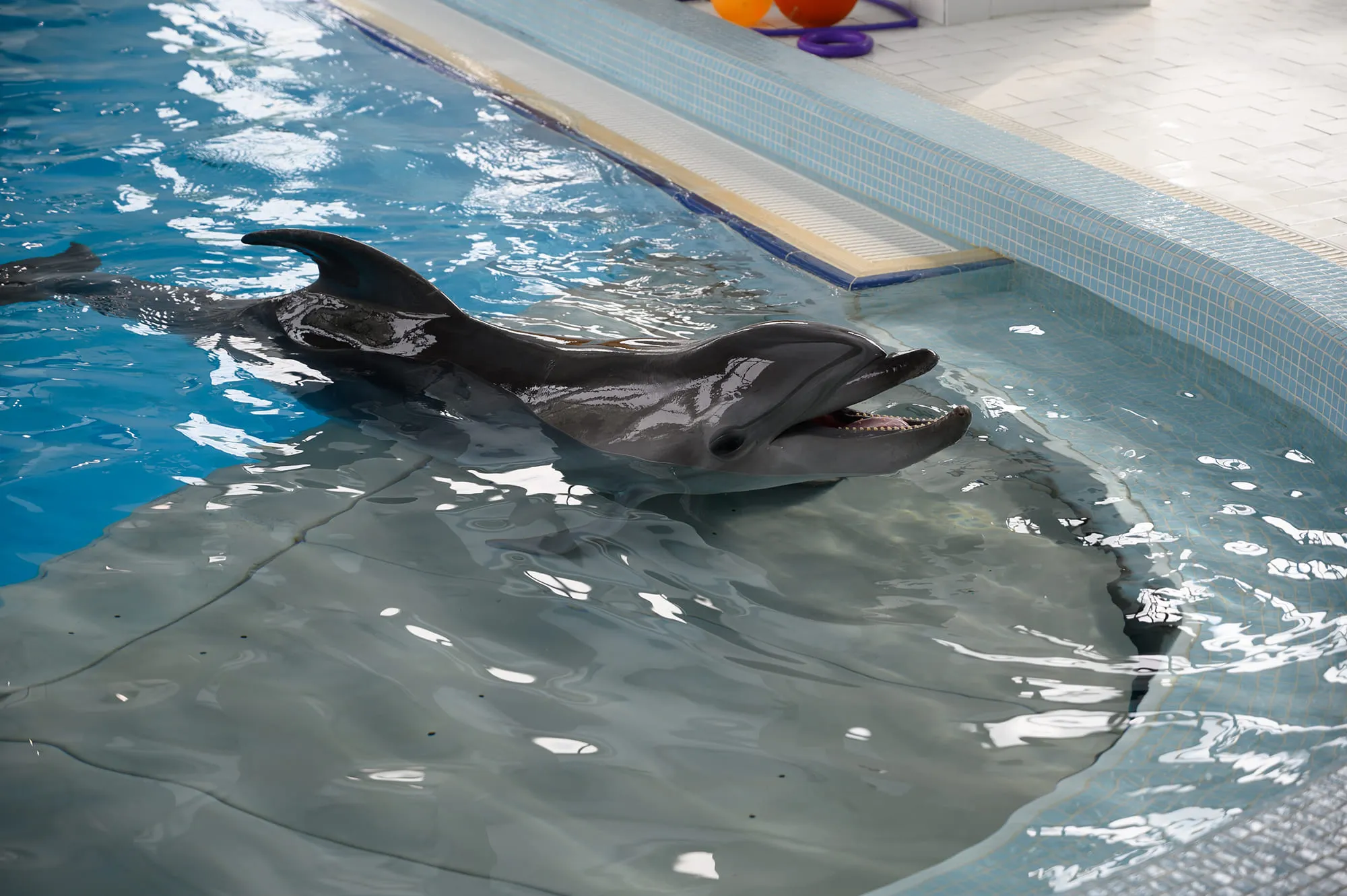 “Delfinia”海洋与海洋生物学中心